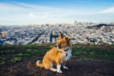 Charlie Browner | Bernal hill