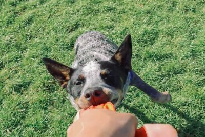 Eleanor Blue | The Carousel